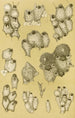 Bryozoaires XIV - Frederick McCoy — vista dell’opera