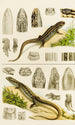 Reptiles VIII - Frederick McCoy — vista dell’opera