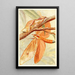 Grand Sphinx Mite - Frederick William Frohawk — quadro incorniciato alla parete
