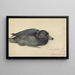 Macreuse noire - Frederika Henriette Broeksmit — quadro incorniciato alla parete