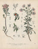 Libro delle piante tossiche Pl23 - Friedrich Berge — vista dell’opera