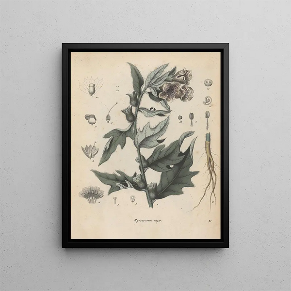 Libro sulle piante tossiche Pl31 - Friedrich Berge — quadro incorniciato alla parete
