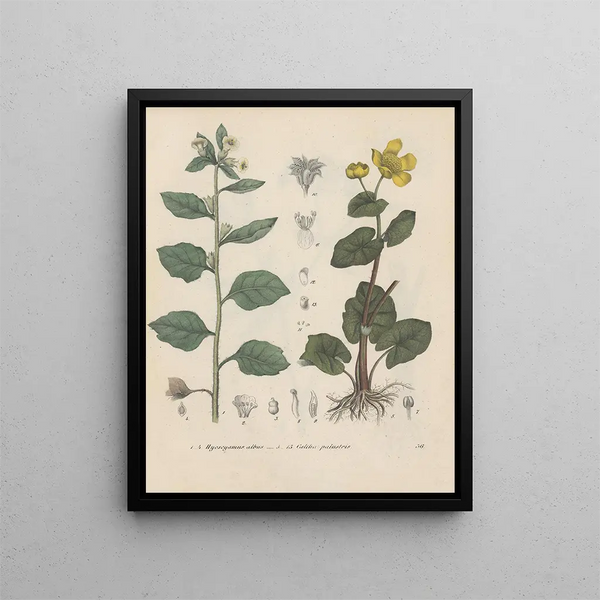 Libro sulle piante tossiche Pl36 - Friedrich Berge — quadro incorniciato alla parete