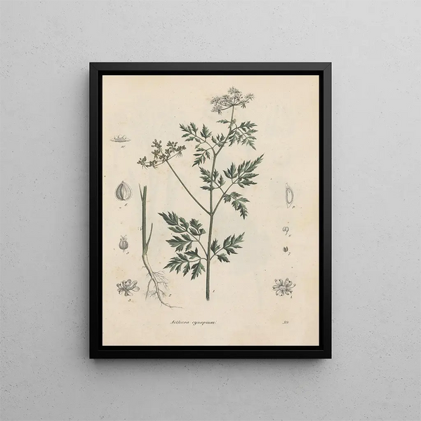 Libro sulle piante tossiche Pl39 - Friedrich Berge — quadro incorniciato alla parete