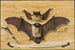 Trompe-l'œil: Due pipistrelli inchiodati a una parete di legno, coltello e piuma - Gabriel Orm — vista dell’opera