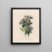Aconit versicolor intermédiaire - Gaetano Savi — quadro incorniciato alla parete