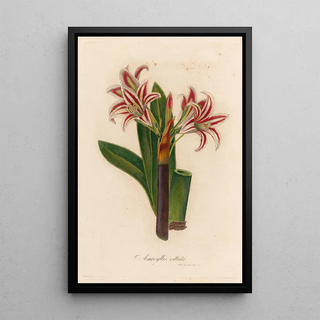 Gaetano Savi - Amaryllis vittata.webp