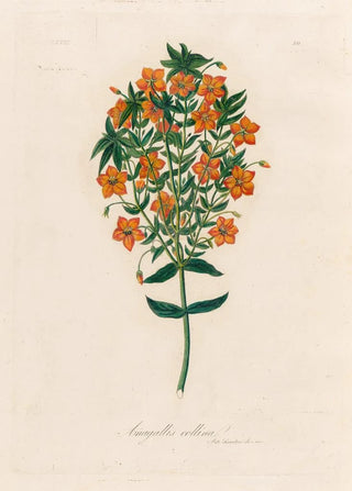 Gaetano Savi - Anagallis collina.webp
