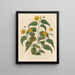 Corchorus japonica - Gaetano Savi — quadro incorniciato alla parete