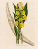Cyrtopodium glutiniferum - Gaetano Savi — vista dell’opera