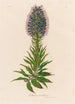 Echium candicans - Gaetano Savi — vista dell’opera