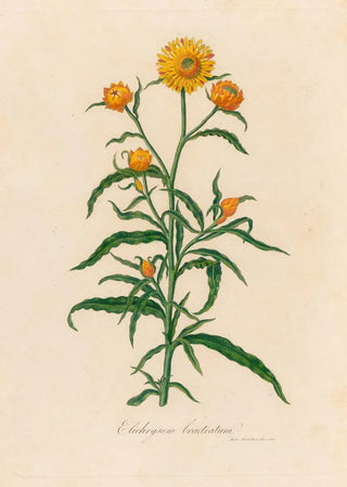Gaetano Savi - Elichrysum bracteatum.webp