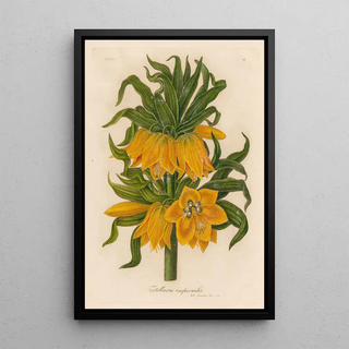 Gaetano Savi - Fritillaria imperialis.webp