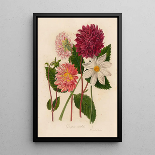 Gaetano Savi - Georgina variabilis.webp