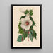 Hibiscus aquaticus - Gaetano Savi — quadro incorniciato alla parete