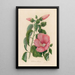 Hibiscus roseus - Gaetano Savi — quadro incorniciato alla parete