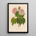 Hibiscus mutabilis - Gaetano Savi — quadro incorniciato alla parete