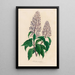 Hosta coerulea - Gaetano Savi — quadro incorniciato alla parete