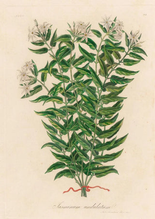 Gaetano Savi - Jasminum undulatum.webp