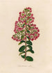 Lagenstroemia indica - Gaetano Savi — vista dell’opera