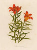 Lilium croceum - Gaetano Savi — vista dell’opera
