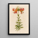 Lilium superbum - Gaetano Savi — quadro incorniciato alla parete