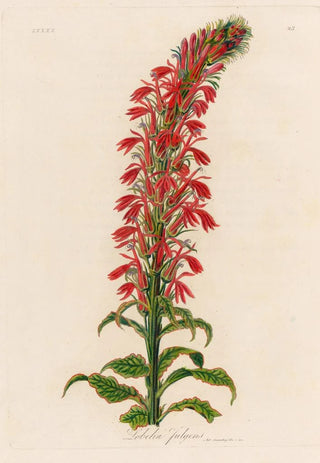 Gaetano Savi - Lobelia fulgens.webp