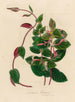 Lonicera flexuosa - Gaetano Savi — vista dell’opera