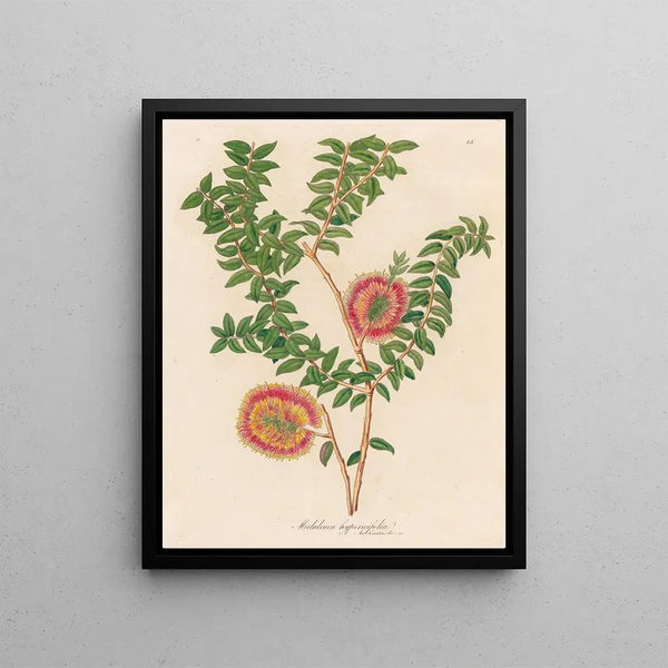 Gaetano Savi - Melaleuca hypericifolia.webp