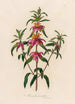 Monarda punctata - Gaetano Savi — vista dell’opera
