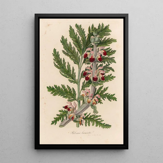 Gaetano Savi - Phlomis laciniata.webp