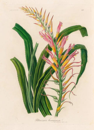 Gaetano Savi - Pitcairnia lanuginosa.webp