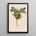 Pittosporum sinense - Gaetano Savi — quadro incorniciato alla parete