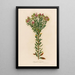 Polygala myrtifolia - Gaetano Savi — quadro incorniciato alla parete