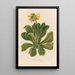 Primula palinuri - Gaetano Savi — quadro incorniciato alla parete
