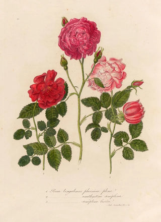 Gaetano Savi - Rosa bengalensis phoenicca plena and 2 Rosa bengalensis amethystina semiplena and 3 Rosa bengalensis semiplena lucida.webp