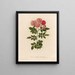 Rosa multiflora flore pieno - Gaetano Savi — quadro incorniciato alla parete