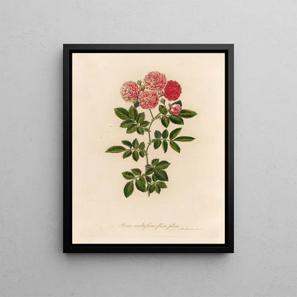 Gaetano Savi - Rosa multiflora flore pleno.webp