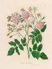 Rosa noisettiana - Gaetano Savi — vista dell’opera