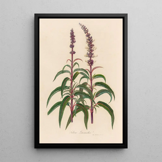 Gaetano Savi - Salvia Leucantha.webp