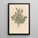 Serissa foetida - Gaetano Savi — quadro incorniciato alla parete