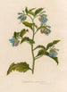 Symphytum asperrimum - Gaetano Savi — vista dell’opera
