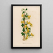 Tropaeolum peregrinum - Gaetano Savi — quadro incorniciato alla parete