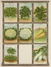 di cavolo riccio, cavolfiore, cicoria, ravanello, porro - Genesee Valley Lithograph & Co.. — vista dell’opera