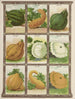 Squash - Genesee Valley Lithograph & Co.. — vista dell’opera