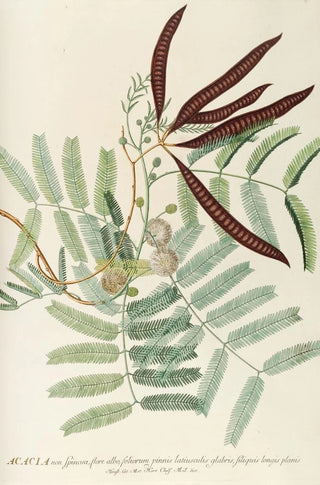Georg Dionysius Ehret - Acacia.webp
