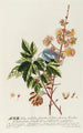 Acer II - Georg Dionysius Ehret — vista dell’opera
