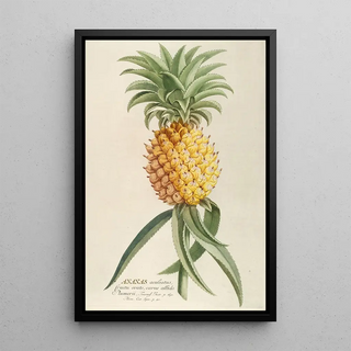Georg Dionysius Ehret - Ananas.webp