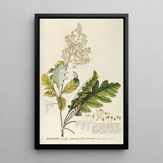 Georg Dionysius Ehret - Bocconia.webp