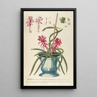 Georg Dionysius Ehret - Cereus II.webp